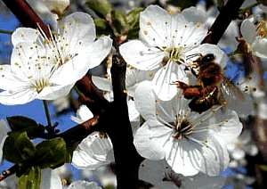 Pszczółka (fot.M.K)