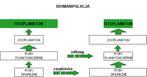 Biomanipulacja - schemat